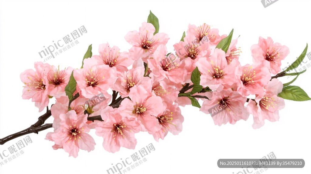 桃花高清白底