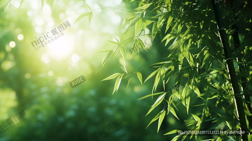 唯美竹影竹韻
