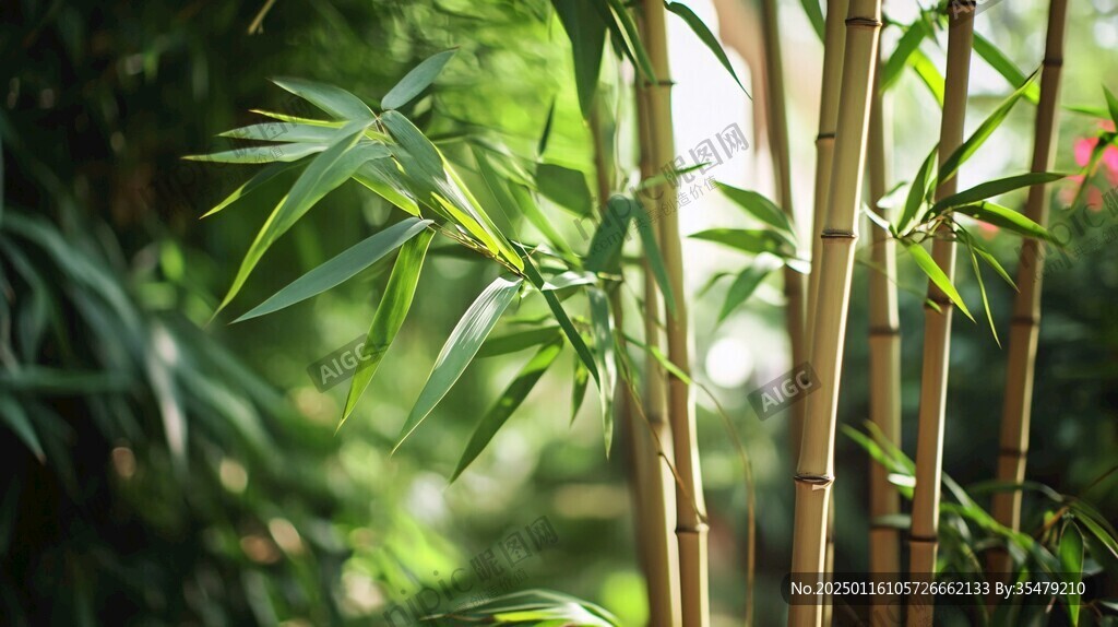 翠竹前景虛化
