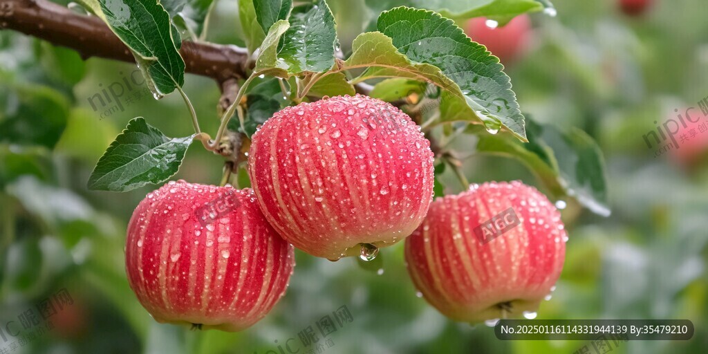 紅露蘋果詳情