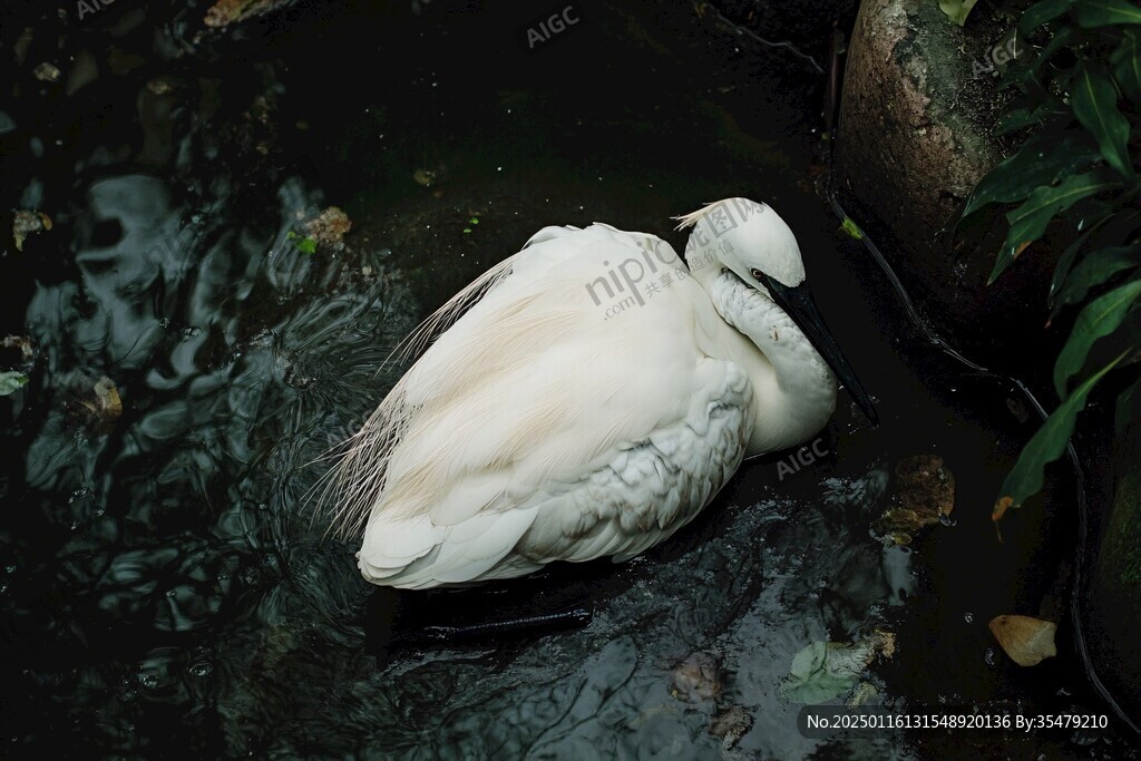 動(dòng)物園鵜鶘