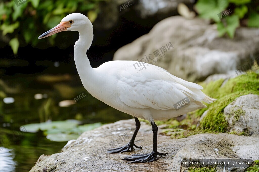 動(dòng)物園白鷺