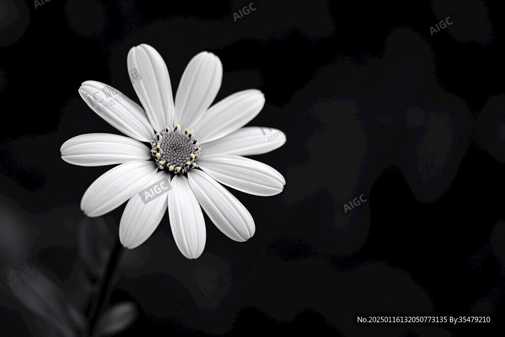 黑背景小白花