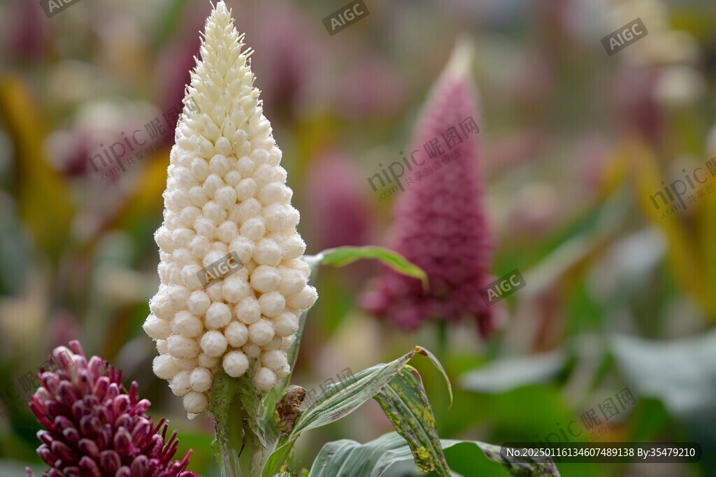 蓼花