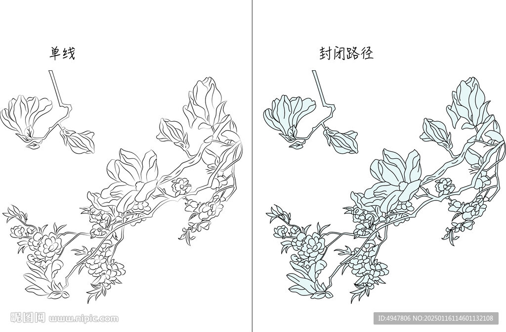 白玉蘭 矢量圖