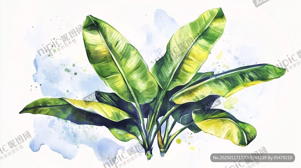 小米蕉插畫