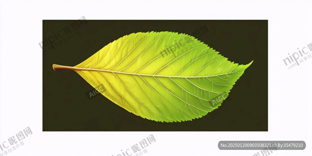 一片樹葉素材一片綠葉