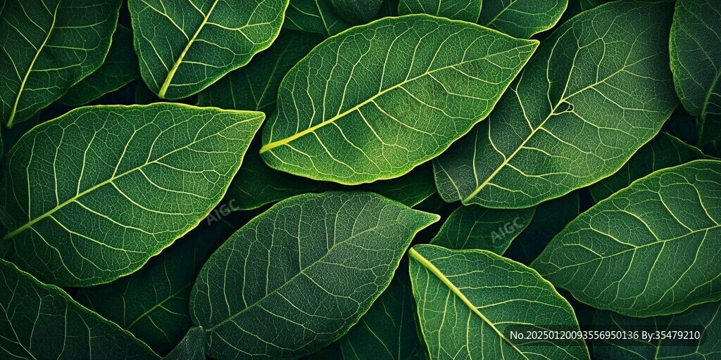 高清綠葉紋理背景