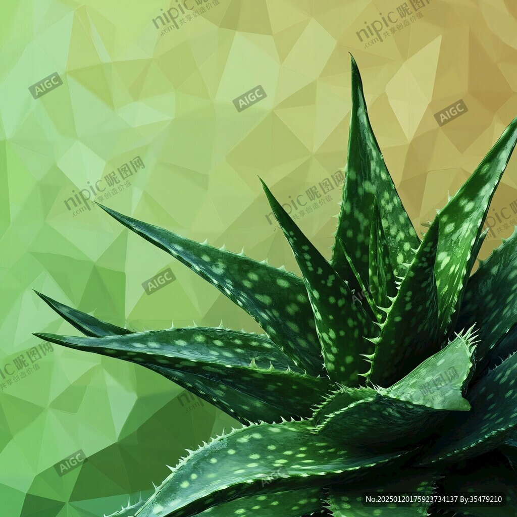蘆薈插圖