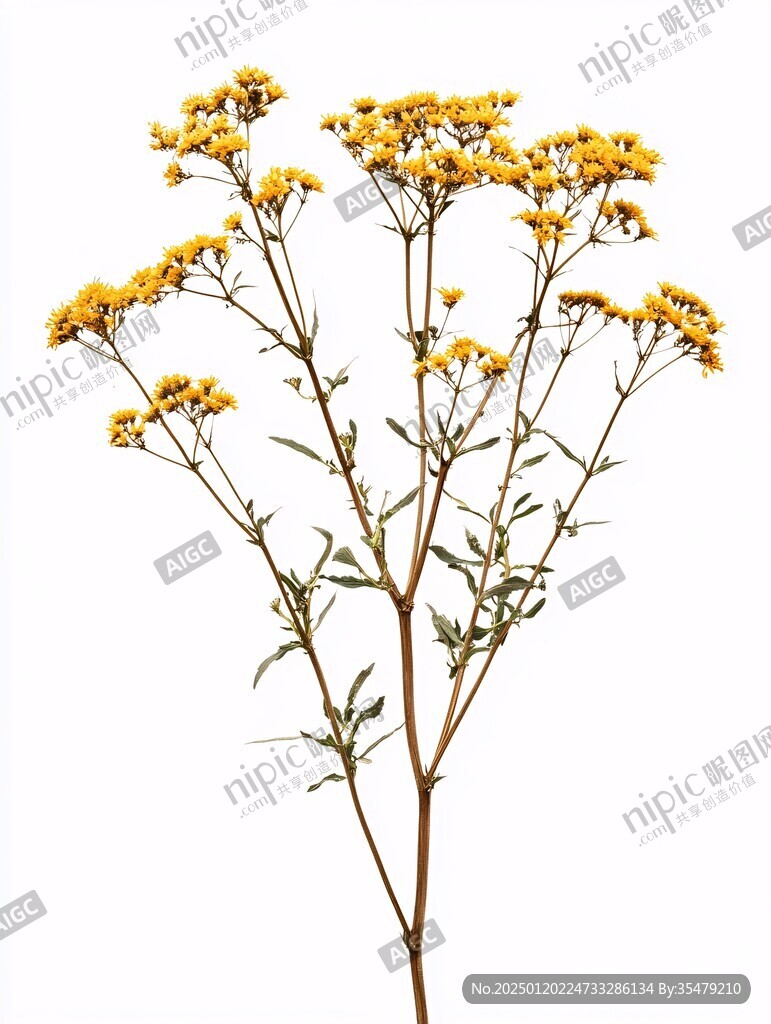 加拿大一枝黃花