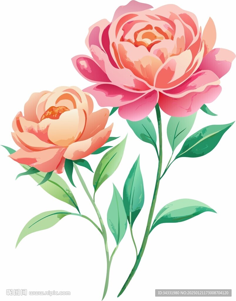 牡丹插畫