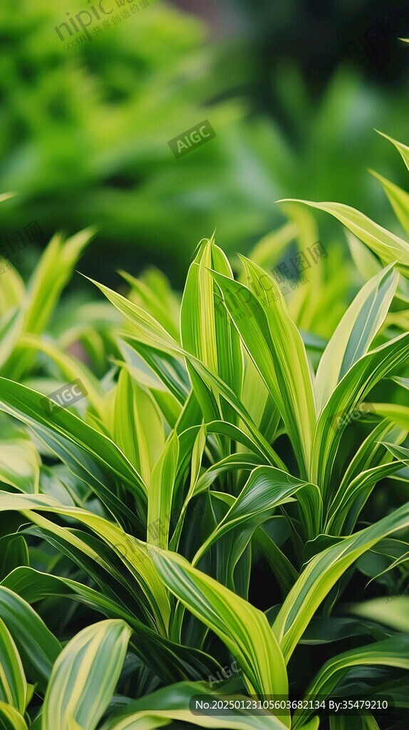 吊竹蘭背景實拍