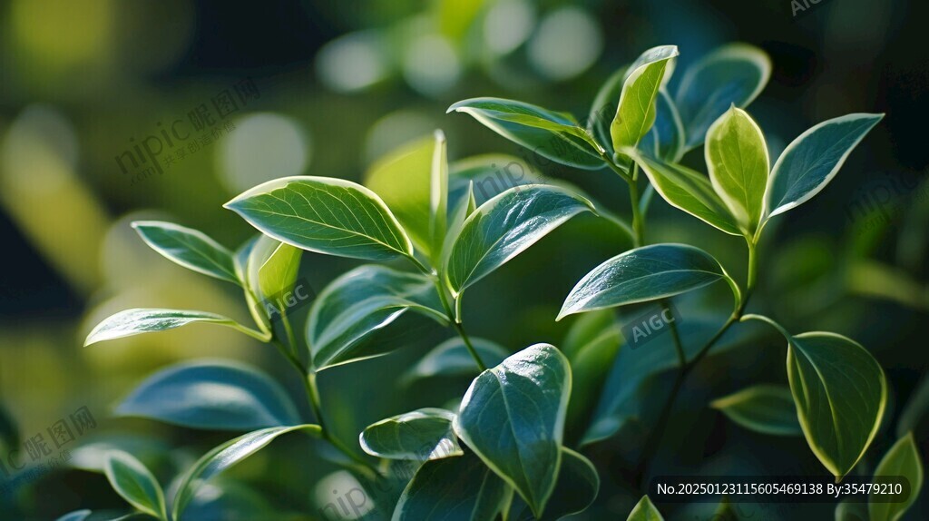 高清植物壁紙
