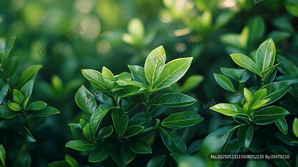 高清綠葉背景