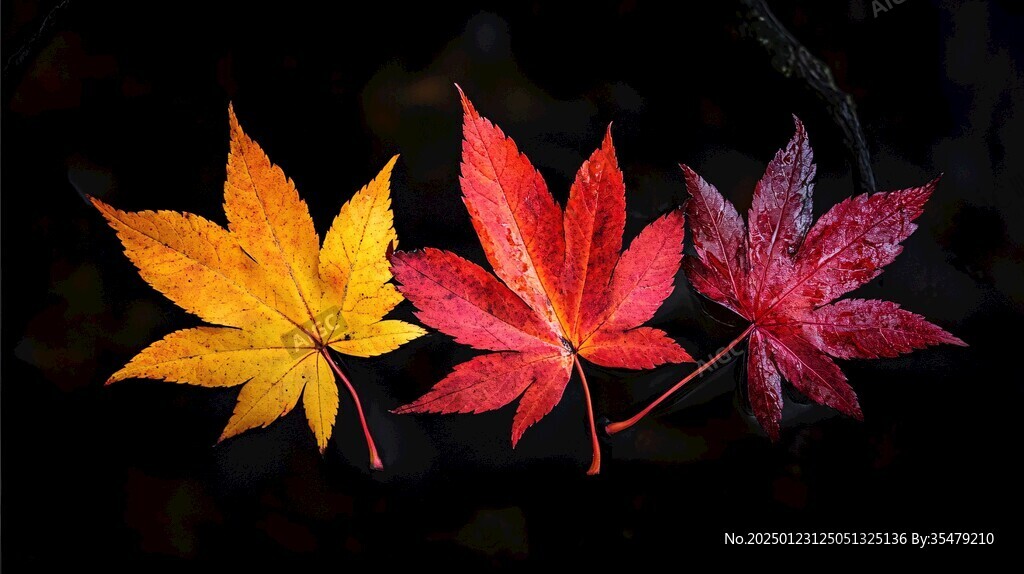 早紅的幾片楓葉
