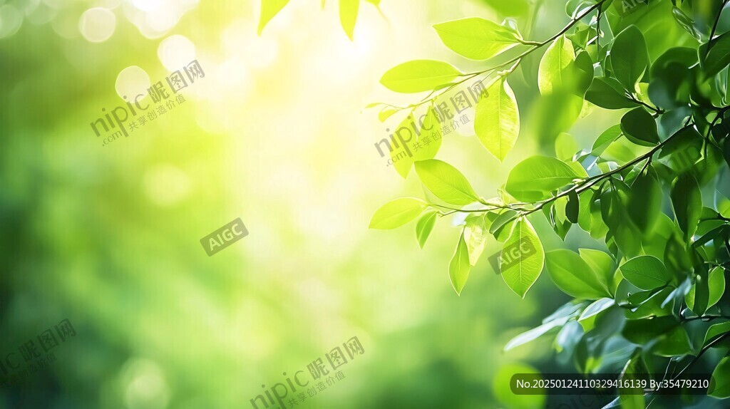 陽光樹葉陽光綠葉