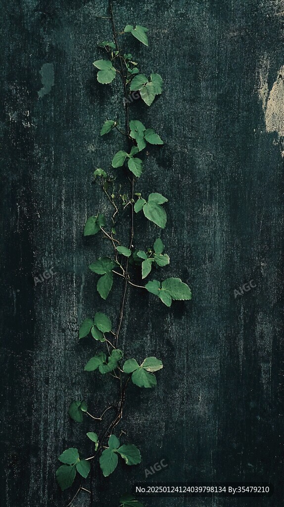 墻上的植物藤系綠植