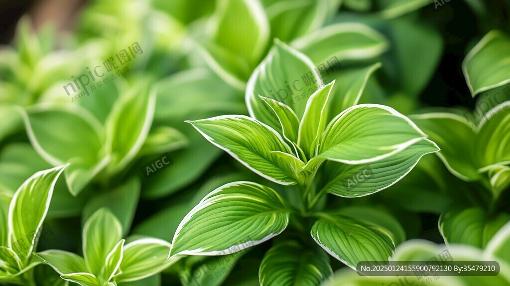 綠色植物壁紙