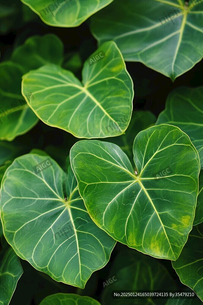 黑葉芋