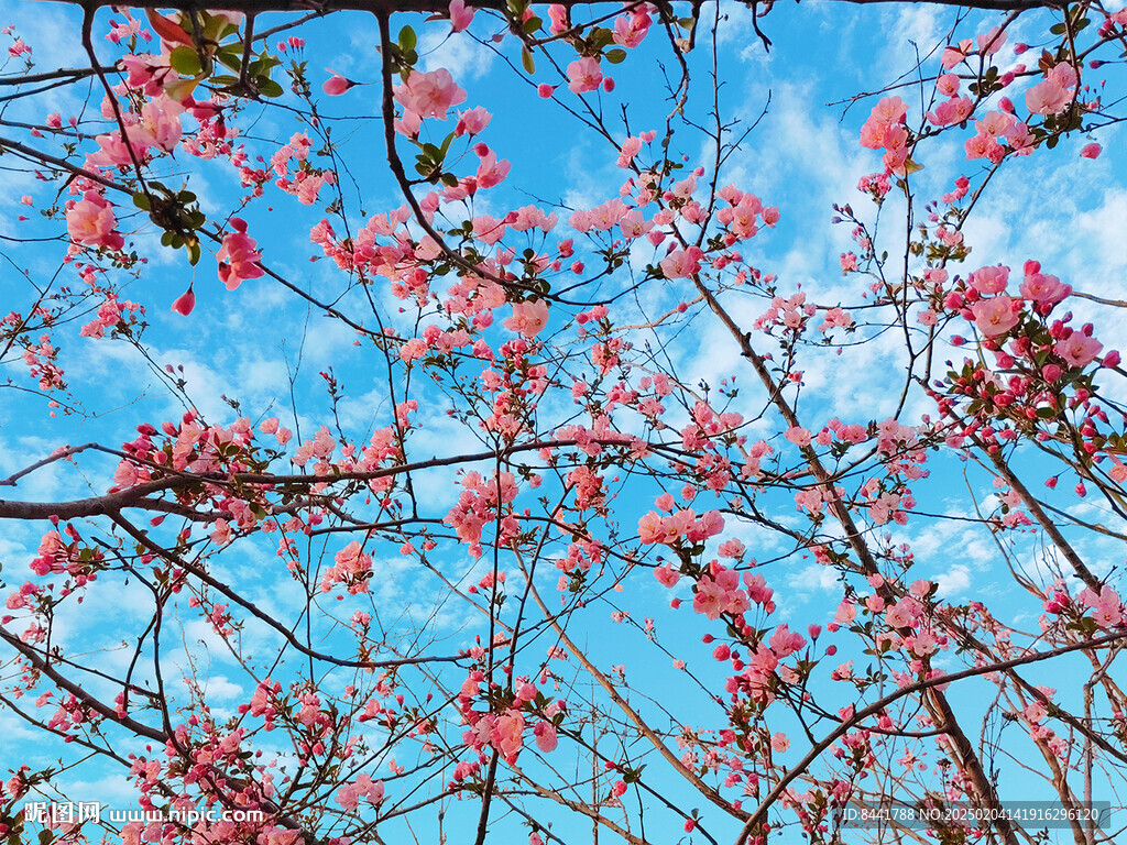 仰視桃花