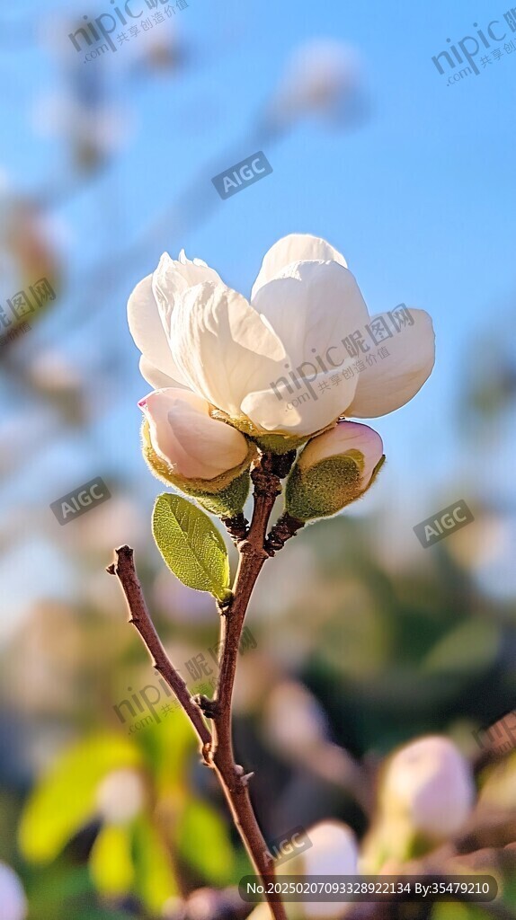 含苞待放梨花