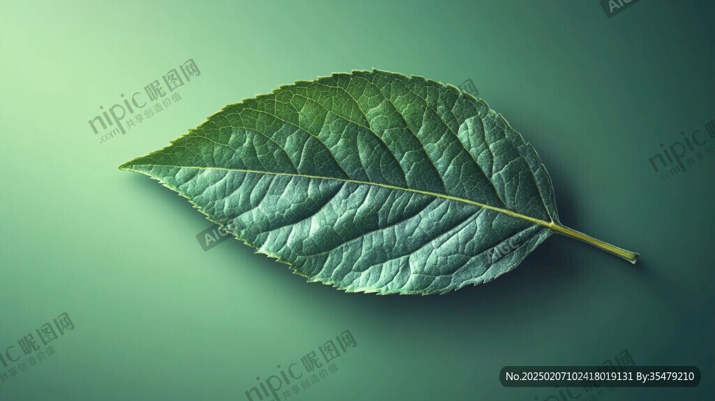 高清樹葉壁紙
