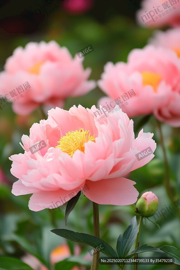 妖艷芍藥花