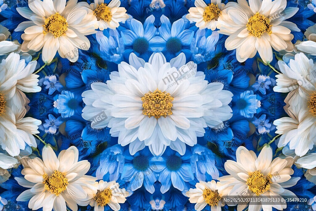 藍白色菊花