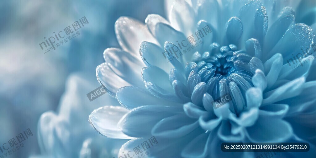 夢幻菊花花卉