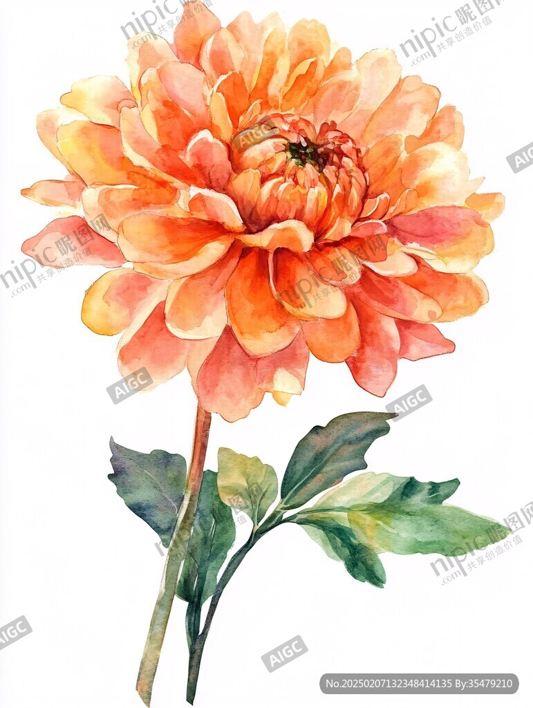 大麗花插畫