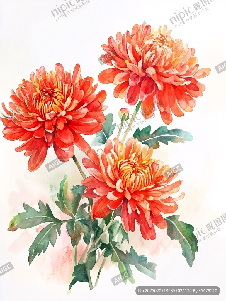 手繪大麗菊