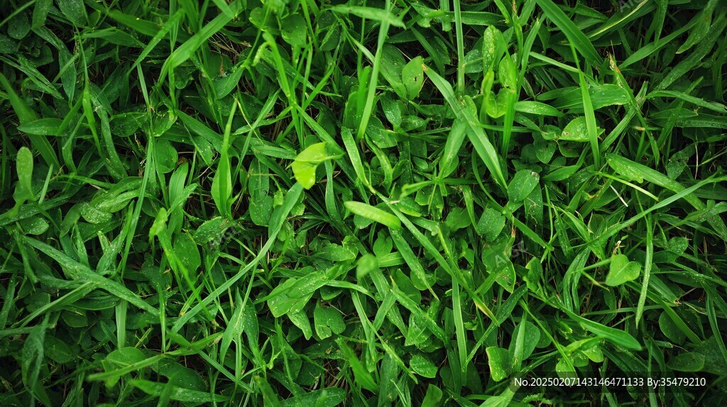甲由草背景實拍