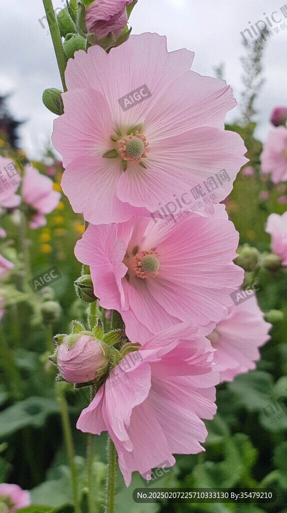 蜀葵大圖