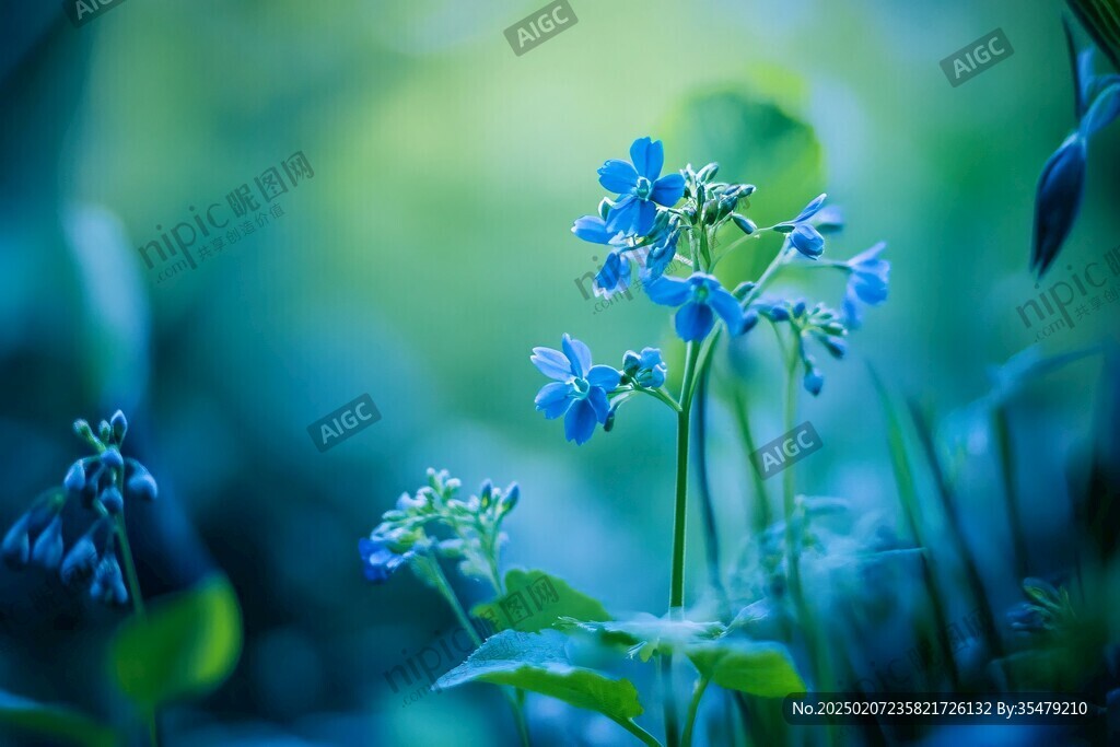 藍色野花紀實