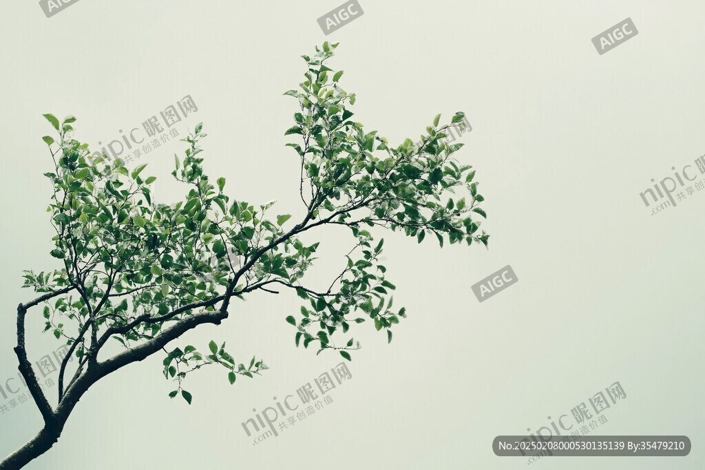 綠葉樹干樹枝枝葉枝丫