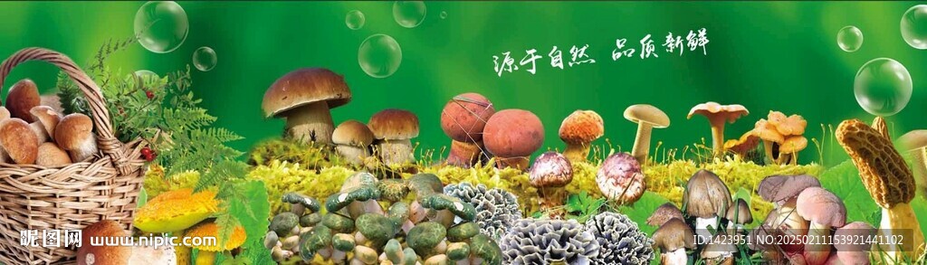 野生菌組合海報