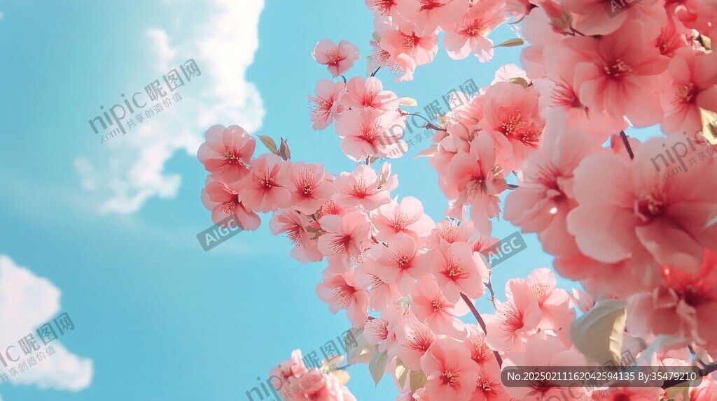 唯美櫻花春暖花開