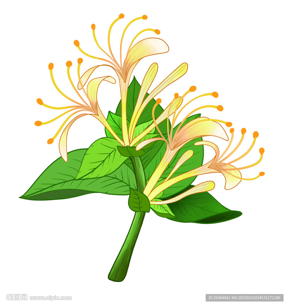 金銀花