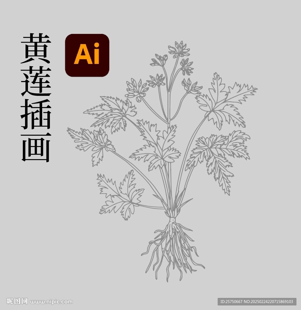 黃蓮插畫