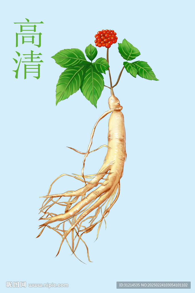 高清人參圖片