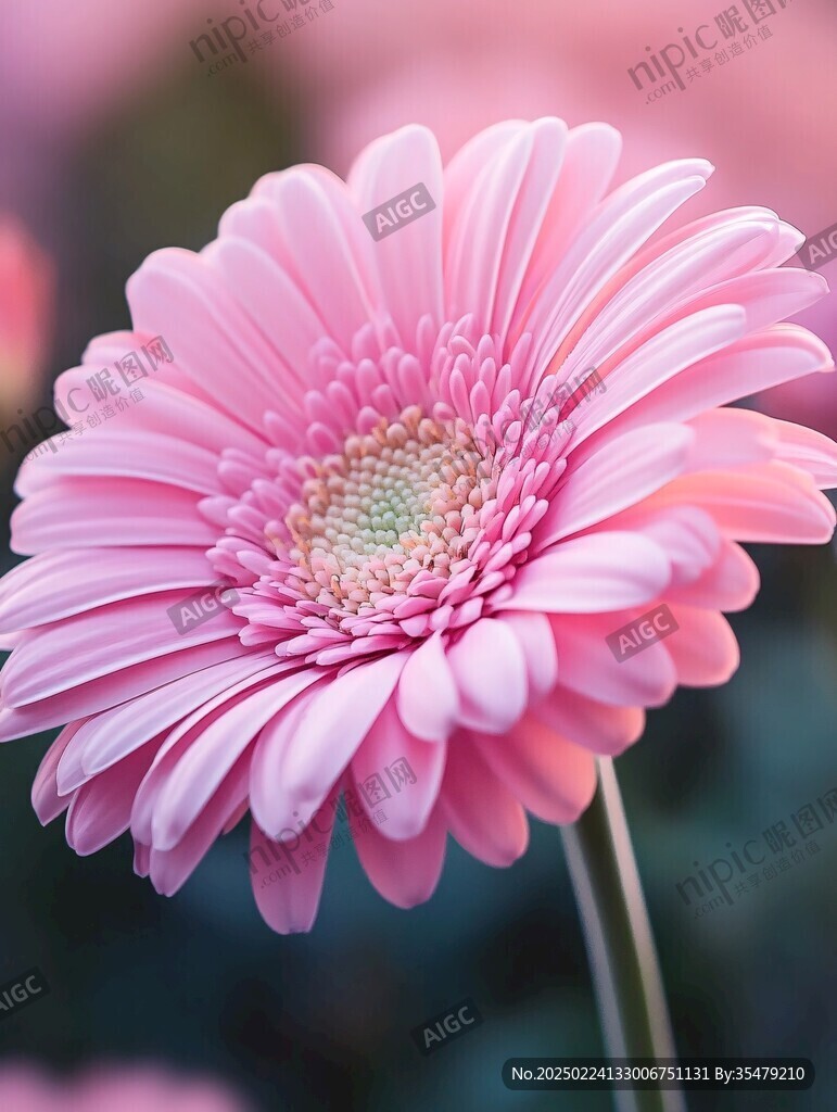 唯美非洲菊