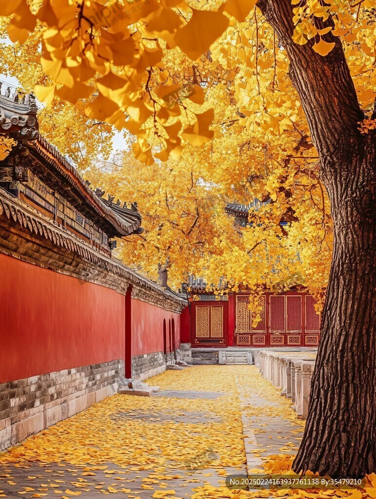 天壇銀杏