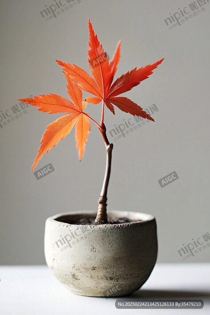 紅楓盆栽