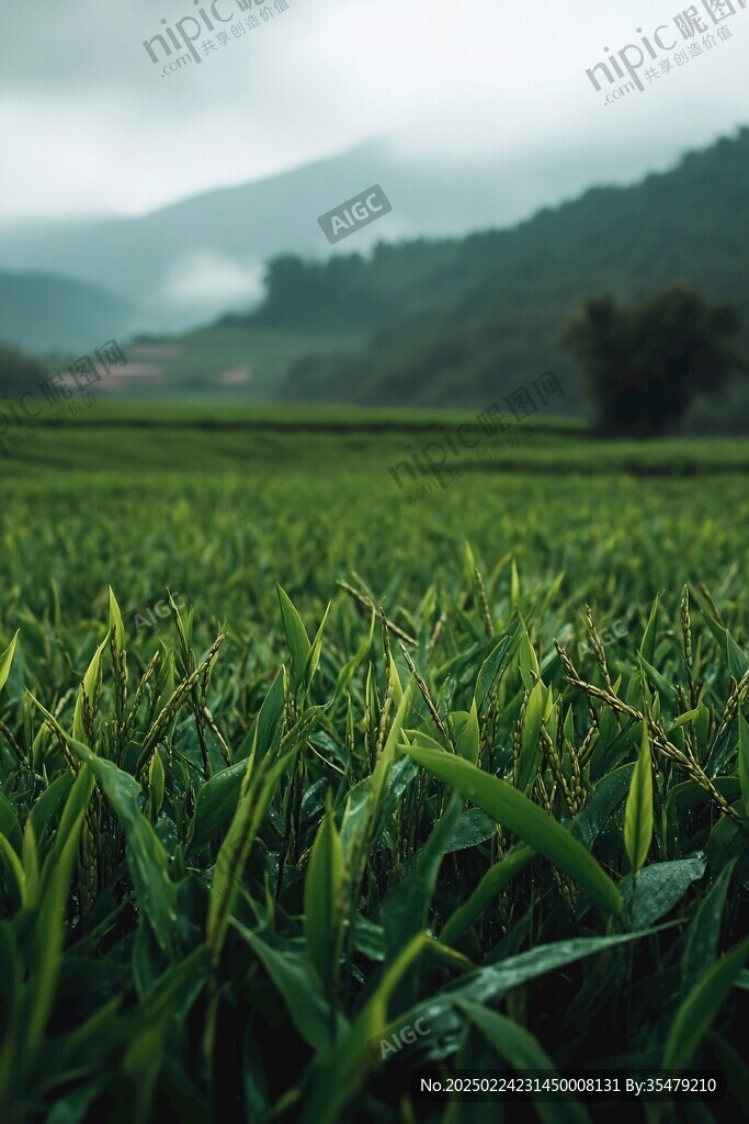 雨生百谷
