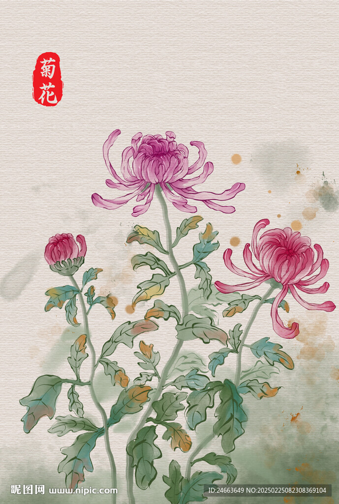 菊花插畫