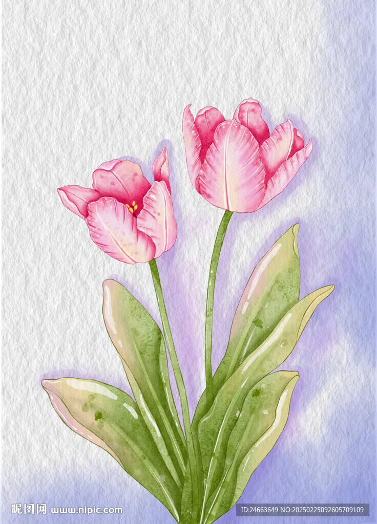 郁金香插畫