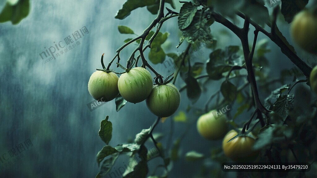 綠色西紅柿在雨中生長