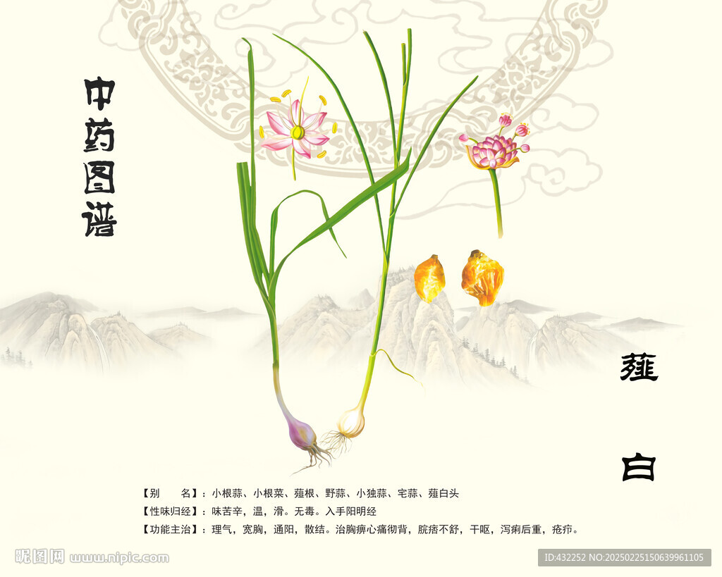 薤白中藥薤白