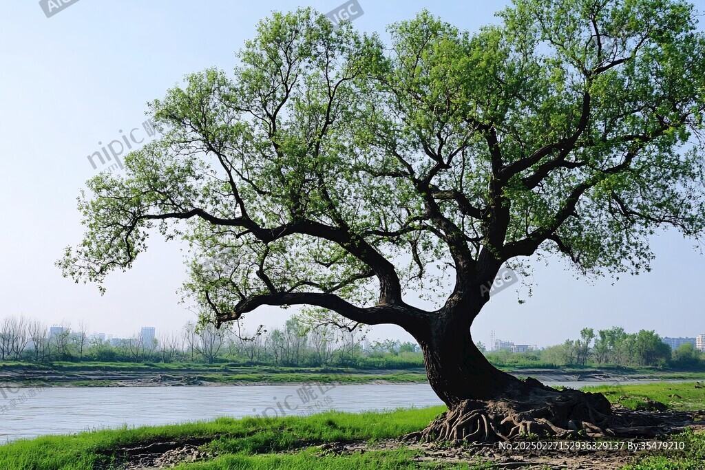 綠樹河岸