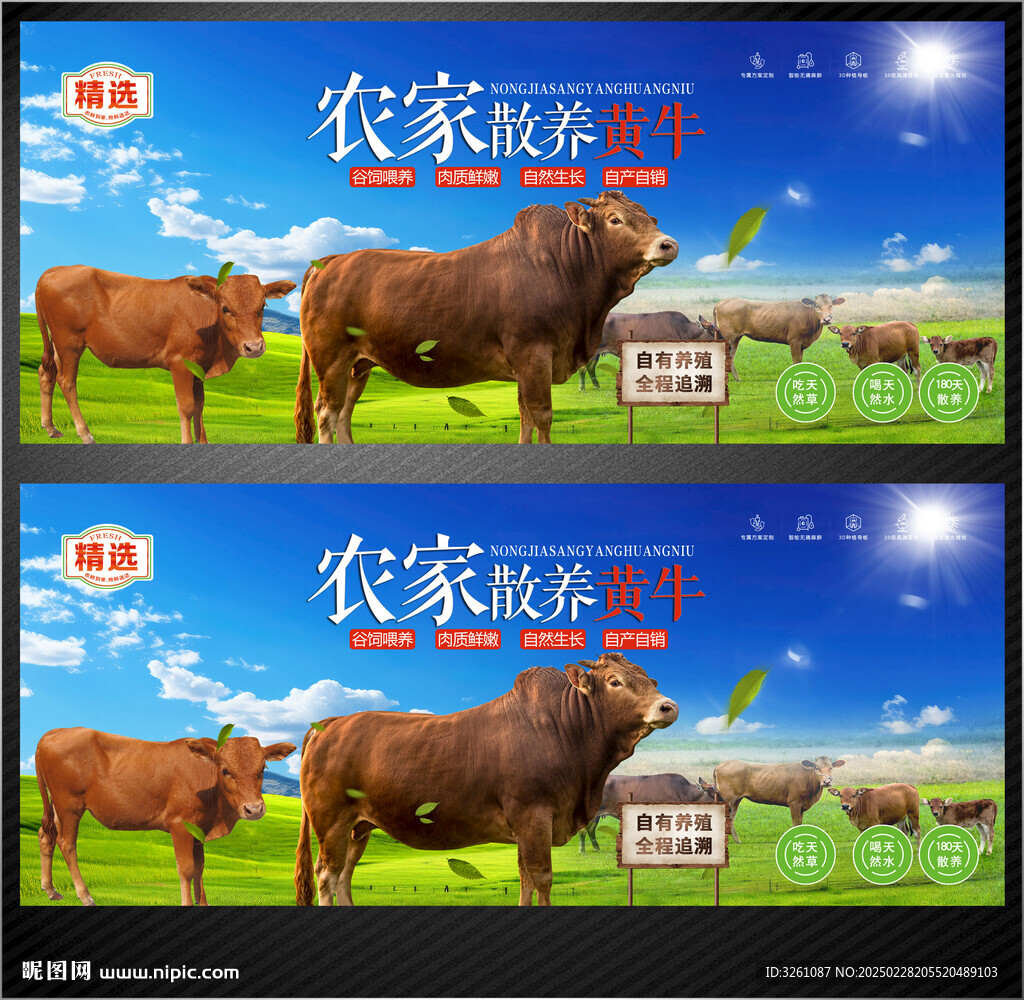 草原散養(yǎng)黃牛